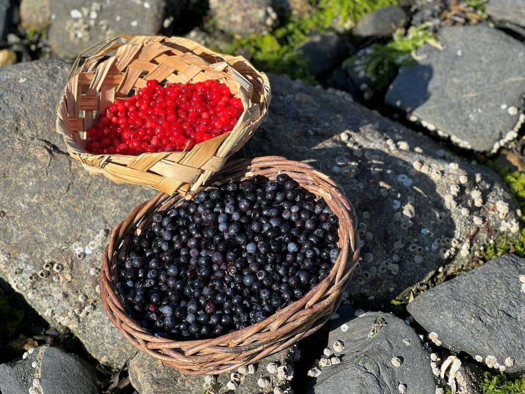 Last of the berry-picking for the season. Red huckleberries and blueberries. (Vivian Faith Prescott / For the Capital City Weekly)