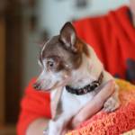 Clarise Larson / Juneau Empire 
One of Faith Rogers three tea-cup chihuahuas sits wrapped in a blanket at the the Rogers family home. The three dogs are being cared for by Rogers family members.