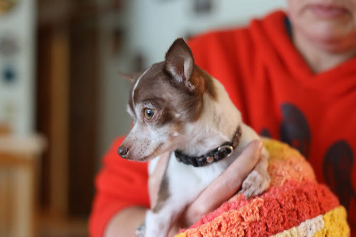 Clarise Larson / Juneau Empire 
One of Faith Rogers three tea-cup chihuahuas sits wrapped in a blanket at the the Rogers family home. The three dogs are being cared for by Rogers family members.
