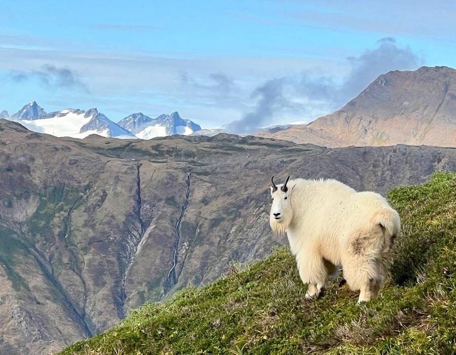 A goats-eye view from Mount Roberts in early October. (Courtesy Photo / Dee Will)
