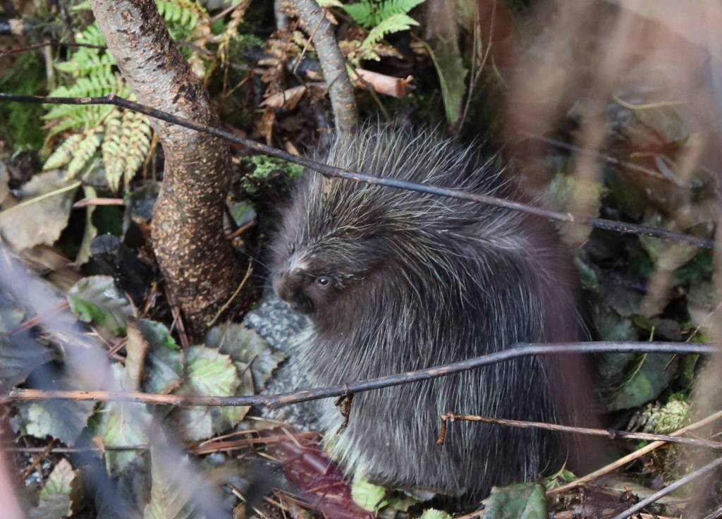 A porcupine peers over its shoulder near the Mendenhall Glacier. (Clarise Larson / Juneau Empire)