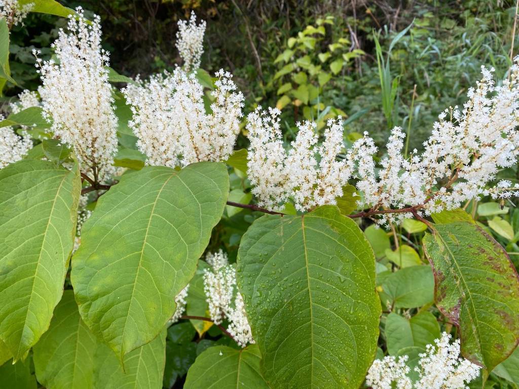 The invasive species Japanese knotweed gone to seed along Glacier Highway. (Courtesy Photo / Denise Carroll)