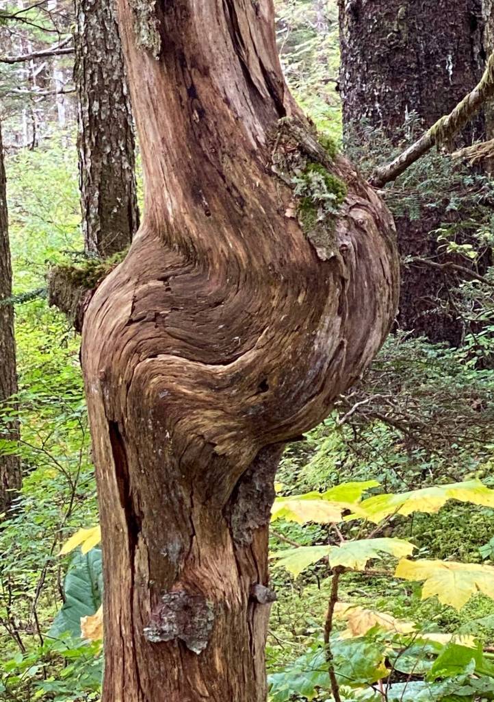 What caused the interesting swirl on this tree trunk seen along the Treadwell Ditch? (Courtesy Photo / Denise Carroll)