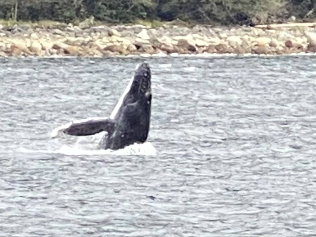 A humback whale breaches near Shelter Island on Sept. 22. (Courtesy Photo / Denise Carroll)