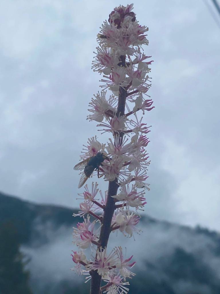 Blooming black cohosh seen in the downtown flats area on Sept. 27. (Courtesy Photo / Denise Carroll)