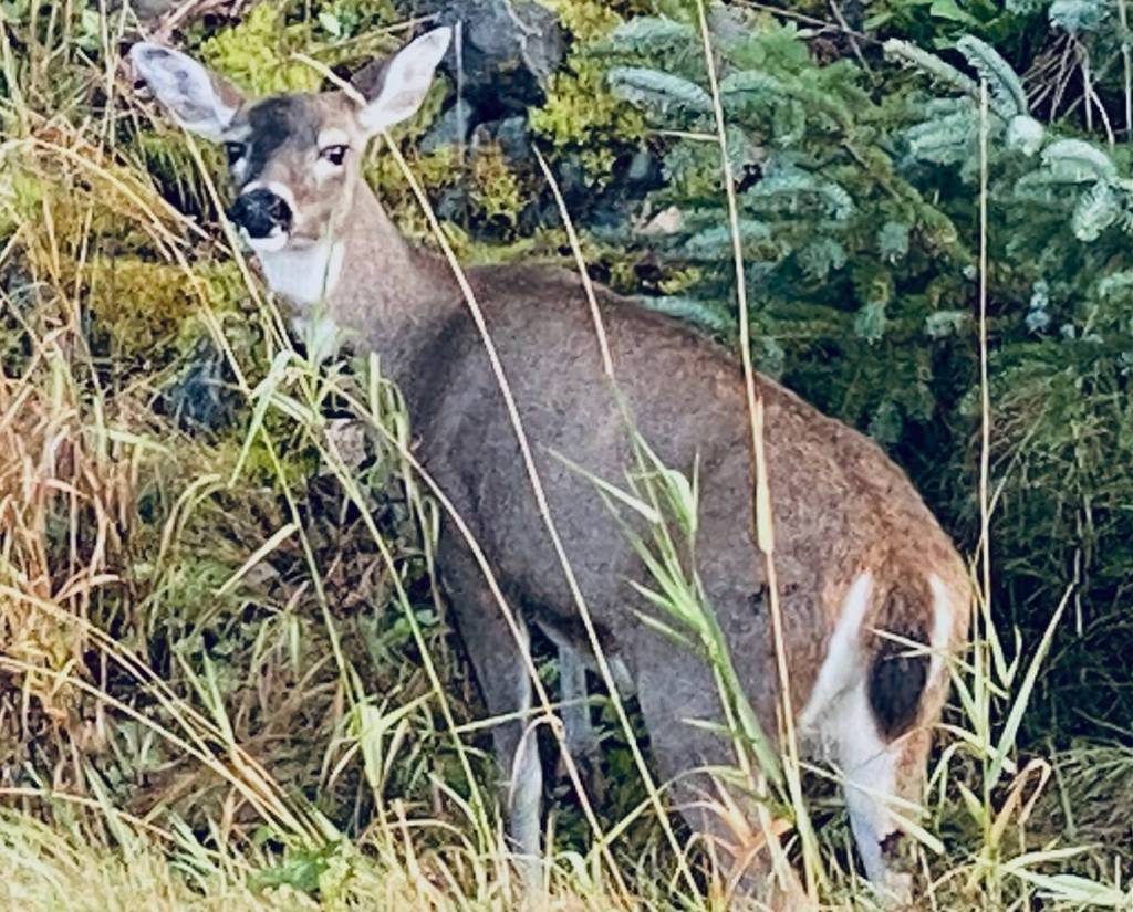 Looking back before trotting up the mountainside off Thane Road. (Courtesy Photo / Denise Carroll)