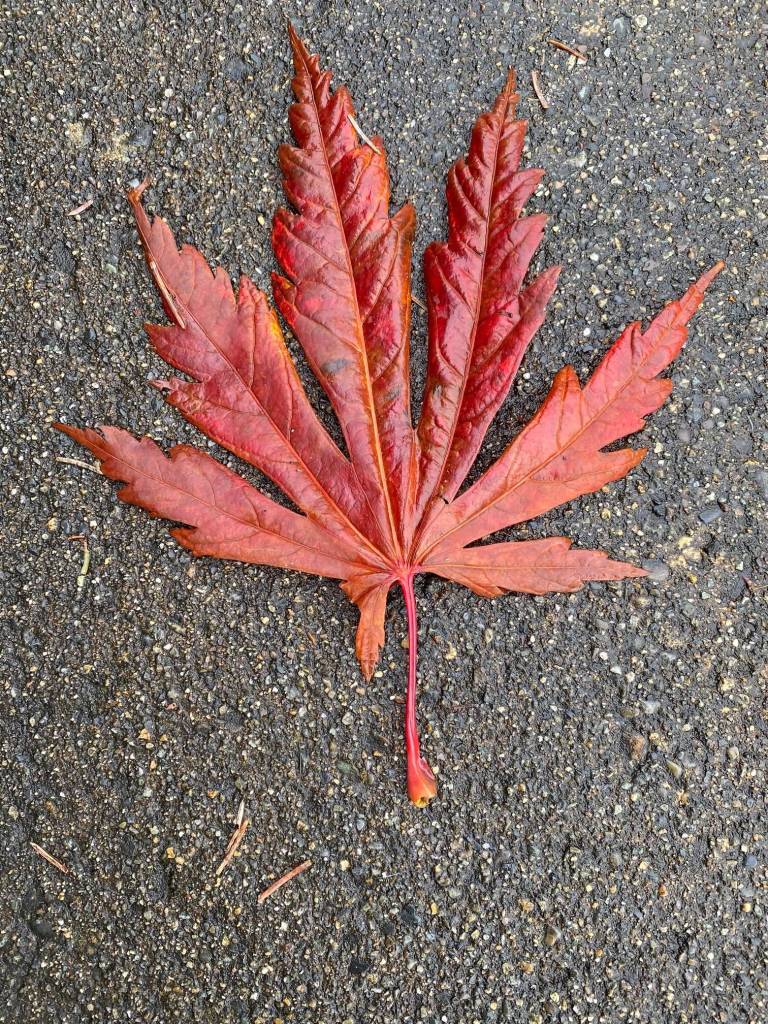 A red leaf brightens up the downtown sidewalk. (Courtesy Photo / Denise Carroll)