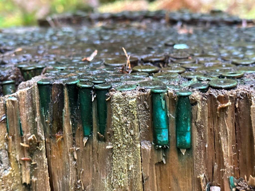 This photo shows old casings pounded into a stump. (Courtesy Photo / Deana Barajas)