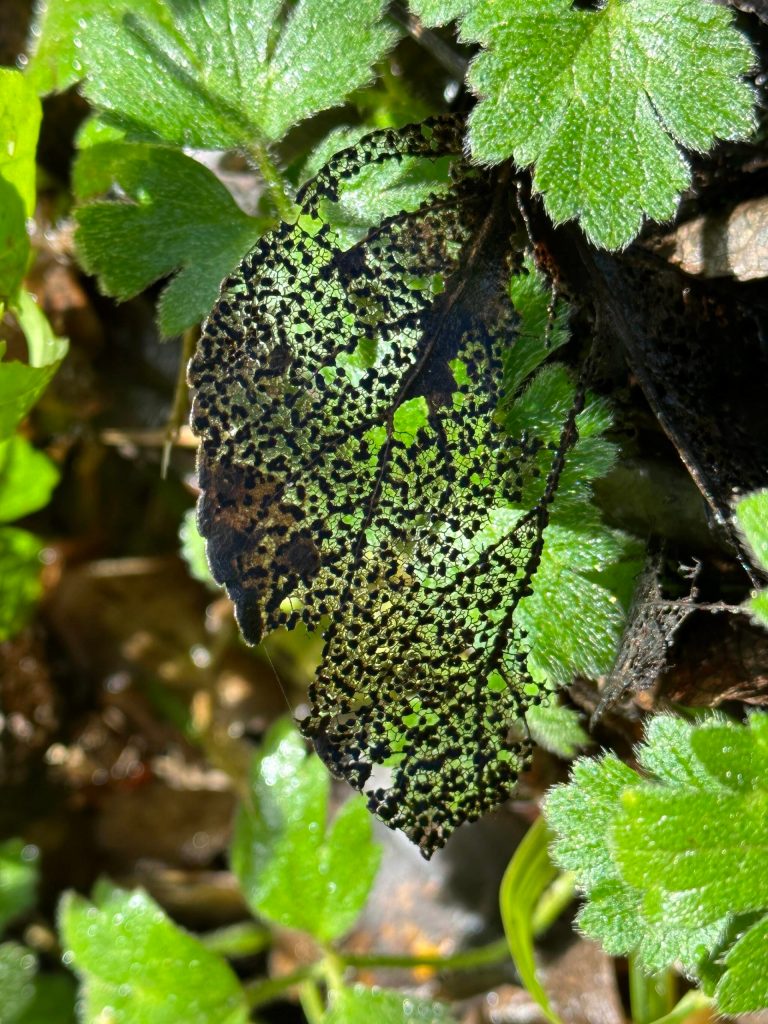 This leaf was seen along the Perseverance Trail. (Courtesy Photo / Deana Barajas)