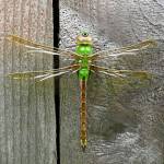This photo available under a creative commons license shows a green darner. They range over most of North America, coast to coast, from southern Canada to Mexico, Hawaii, and beyond. They dont get to Alaska except by accident of vagrant winds. But their regular migrations take them from the northern part of the range to the southern part in fall, and back again in spring. (Chuck Evans Mcevan)