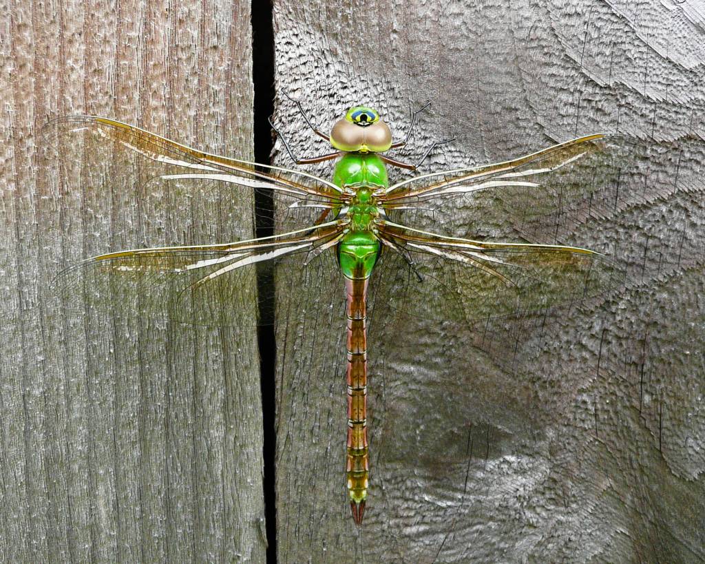 This photo available under a creative commons license shows a green darner. They range over most of North America, coast to coast, from southern Canada to Mexico, Hawaii, and beyond. They dont get to Alaska except by accident of vagrant winds. But their regular migrations take them from the northern part of the range to the southern part in fall, and back again in spring. (Chuck Evans Mcevan)