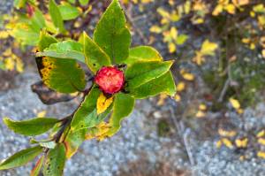 A developing willow rose shows brilliant red on a background of still-mostly-green willow leaves. (Mary F. Willson / For the Juneau Empire)