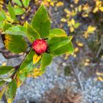 A developing willow rose shows brilliant red on a background of still-mostly-green willow leaves. (Mary F. Willson / For the Juneau Empire)