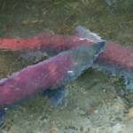 Sockeye salmon return to Steep Creek to spawn. According to data provided by the Alaska Seafood Marketing Institute in its latest update, the statewide preliminary harvest is estimated to be more than 153 million salmon  across all species  caught during the 14 weeks spanning mid-June to mid-September that the data was analyzed. (Ben Hohenstatt / Juneau Empire)