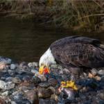 An eagle has captured an egg-laden female coho in Steep Creek and is about to gulp down a cluster of eggs. (Courtesy Photo / Jos Bakker)