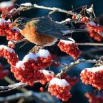A robin grabs a mountain ash berryin a more wintry season than we have now. (Courtesy Photo / Mark Schwan)