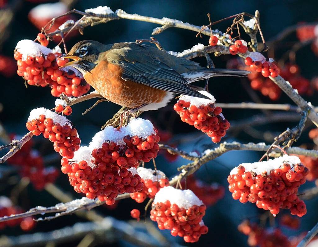 A robin grabs a mountain ash berryin a more wintry season than we have now. (Courtesy Photo / Mark Schwan)