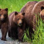 Courtesy Photo / Elleana Elliott 
A momma bear and two cubs walk on Chichagof Island.