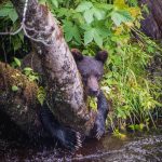 Courtesy Photo / Elleana Elliott 
A young coastal brown bear grasps a tree on Chichagof Island.