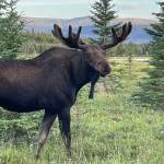 A bull moose looks at a photographer near Whitehorse, Yukon, in summer 2022. (Courtesy Photo / Ned Rozell)