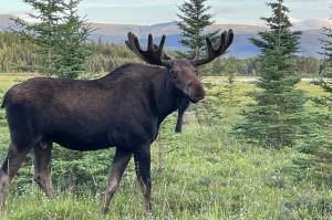 A bull moose looks at a photographer near Whitehorse, Yukon, in summer 2022. (Courtesy Photo / Ned Rozell)