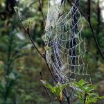 A classical orb-web, strung between twigs; this one seems to have collected water drops, making it conspicuous. (Courtesy Photo / Scott Foster)