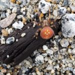 Courtesy Photo / Sally Schlichting 
A female shamrock orb-weaver, showing banded legs and an orange opisthosoma with characteristic pale marks.