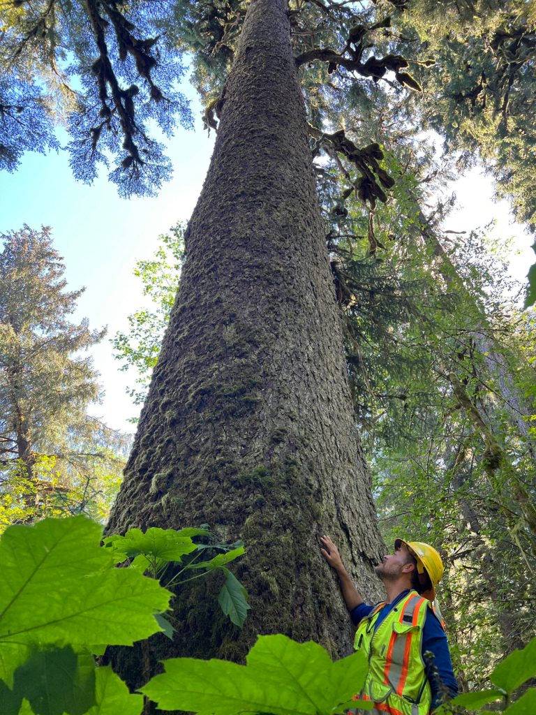 U.S. Forest Service fish biologist Eric Castro stands next to what is said to be the largest tree remaining on Mitkof Island, in the East Ohmer Creek watershed. Its just downstream of the restoration project Castro took part in this summer. (Mary Catharine Martin / SalmonState)