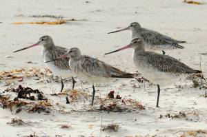 Bar-tailed godwits stand on the beach at Marion Bay in Australia's Tasmania state on Feb. 17, 2018. A young bar-tailed godwit appears to have set a non-stop distance record for migratory birds by flying at least 13,560 kilometers (8,435 miles) from Alaska to the Australian state of Tasmania, a bird expert said Friday, Oct. 28, 2022. (Eric Woehler)