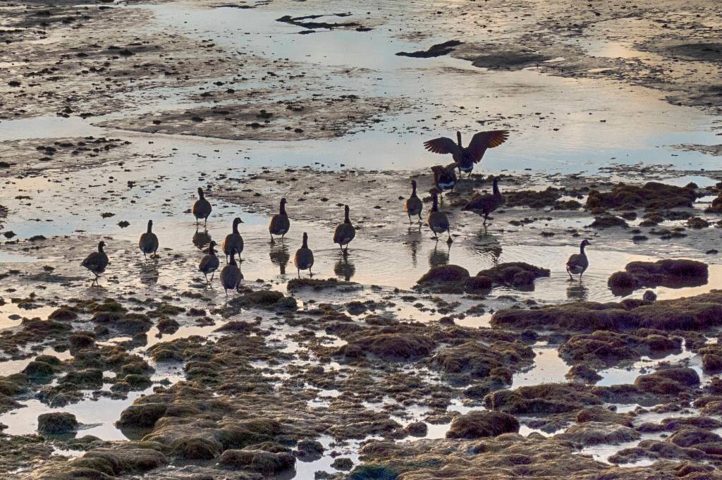 Late departure - Canada geese move into the sundown at Eagle Beach. (Courtesy Photo / Kenneth Gill, gillfoto)