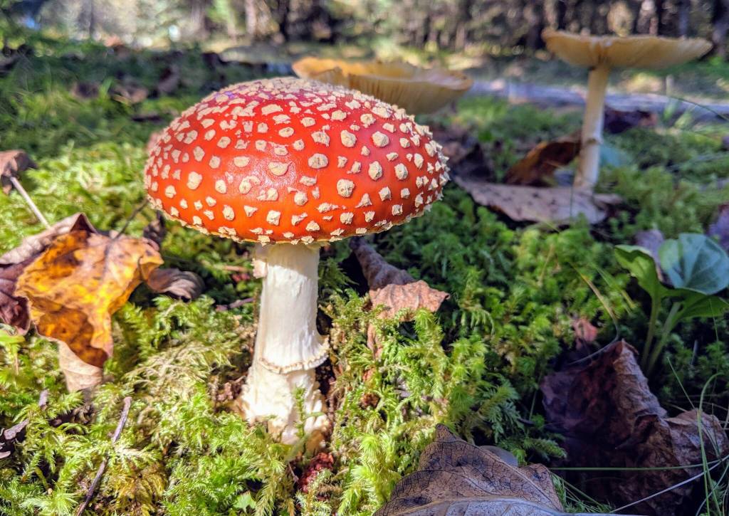 This photo shows fly agaric (Amanita muscaria). (Courtesy Photo / Erica Simonson)