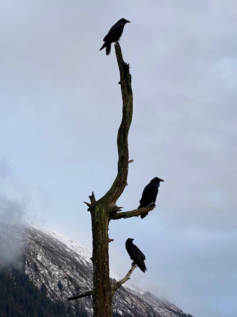 Three ravens enjoying a break in the weather in Mayor Bill Overstreet Park on Nov. 3. (Courtesy Photo / Denise Carroll)