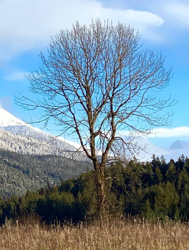 A lonesome cottonwood tree stands guard in the meadow near the Boy Scout Beach. (Courtesy Photo / Denise Carroll)