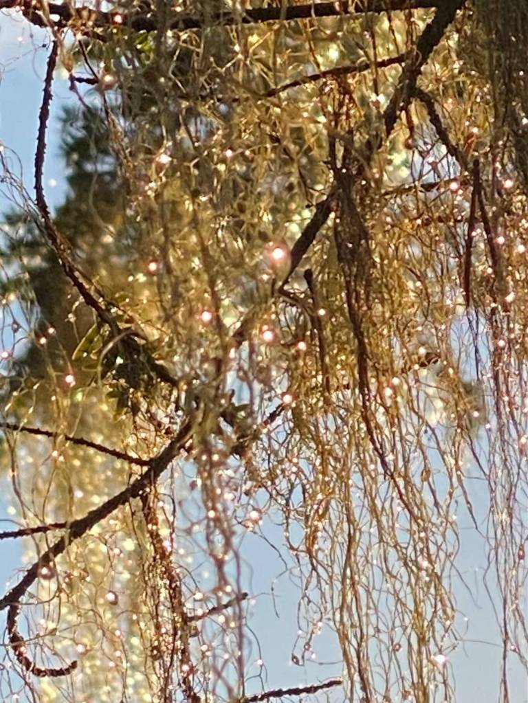 Water droplets on witchs hair appear as diamonds in the sunlight on this evergreen tree. Boy Scout Beach. ourtesy Photo / Denise Carroll)