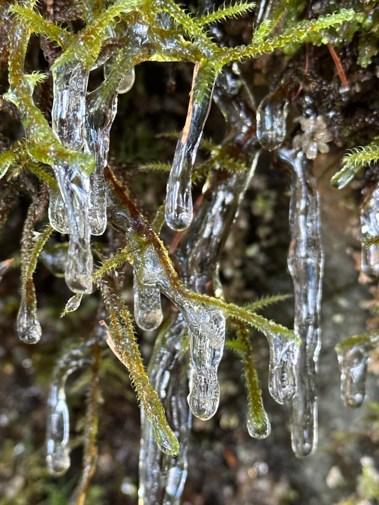 This photo was taken along the Boy Scout Beach Trail. (Courtesy Photo / Deana Barajas)