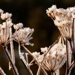 Winter frost covering stalks of Cow Parsnip, Mendenhall Wetlands Game Refuge. (Courtesy Photo / Kenneth Gill, gillfoto)