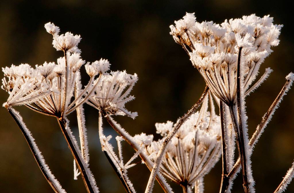 Winter frost covering stalks of Cow Parsnip, Mendenhall Wetlands Game Refuge. (Courtesy Photo / Kenneth Gill, gillfoto)