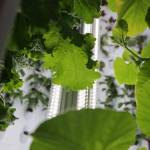 Greens flourish in the bright lights of one of the six hydroponic units located in the hydroponic cultivation and demonstration facility at the Chatham School District building in Angoon. The room, lined with plastic and filled with six indoor hydroponic growing pods, was built after receiving a Department of Early Education and Development American Rescue Plan Act grant this spring, which funded the renovation of its science lab into the new facility. (Clarise Larson / Juneau Empire)