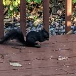 A black-furred gray squirrel gleans spilled seeds below a bird feeder. ( Courtesy Photo / J. S. Willson)