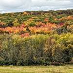 A streak of fall foliage color highlights a hillside. ( Courtesy Photo / J. S. Willson)