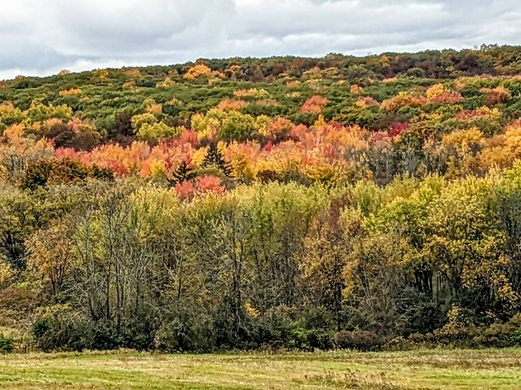 A streak of fall foliage color highlights a hillside. ( Courtesy Photo / J. S. Willson)