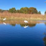 Whooping cranes wade their pool at the International Crane Foundation. (Mary F. Willson / For the Juneau Empire)