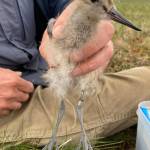 Scientist Jesse Conklin holds a bar-tailed godwit chick not far from Nome. This was about a month before the bird embarked on an 8,425-mile nonstop flight to Tasmania that took 11 days without rest. (Courtesy Photo / Dan Ruthrauff)