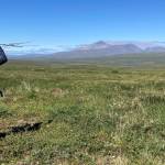 Bird researcher Jesse Conklin uses a radio antenna to relocate young bar-tailed godwits outside Nome on July 15, 2022. One of the birds Conklin and Dan Ruthrauff fitted with a satellite transmitter that day later flew from Alaska to Tasmania in a nonstop 11-day trip. (Courtesy Photo / Dan Ruthrauff)