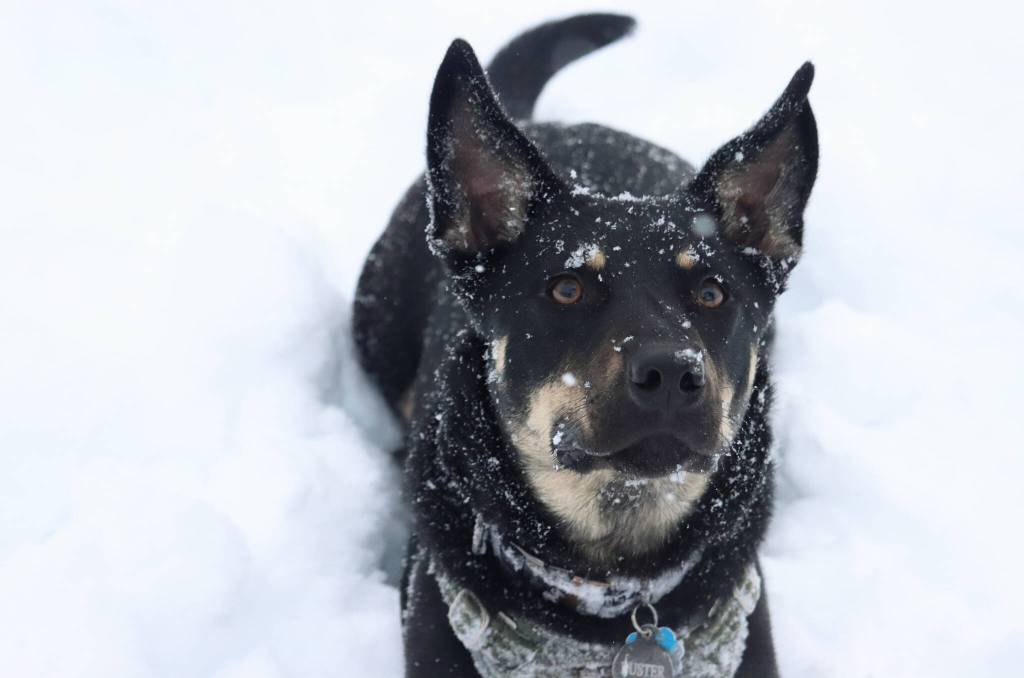 A dog takes a break from a game of fetch on a snowy December 2021 day in Juneau. Some mammals have modified nostrils that further increase the capacity to sense smells. Look at the nostrils of a dog, for example. There is small slit off to the side of the main opening. When a dog sniffs at something, it moves air in and out of the main opening. (Ben Hohenstatt / Juneau Empire)