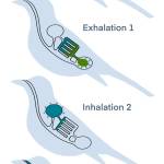 This diagram shows the avian airways. (Courtesy Image / KM Hocker)