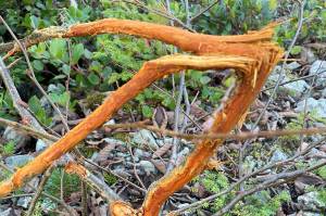 Finding where bucks were isn't a problem this time of year. Finding where they are is the challenge. (Jeff Lund / For the Juneau Empire)