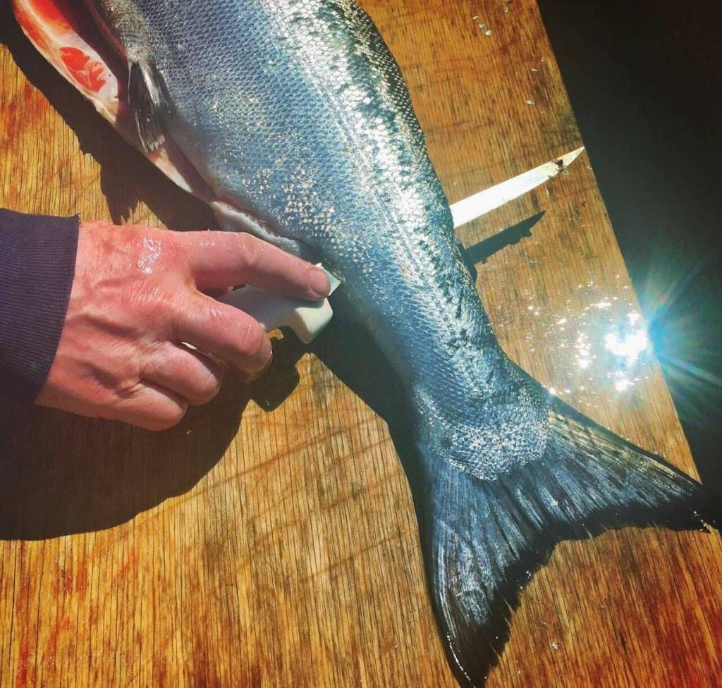 Salmon fillet demonstration at Mickeys Fishcamp in Wrangell. (Courtesy Photo / Vivian Faith Prescott)