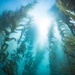 This photo available under a Creative Commons license shows a kelp forest. (Camille Pagniello)