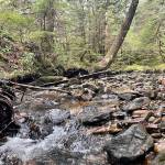 Jeff Lund / For the Juneau Empire 
The author isnt a big fan of atmospheric rivers, but the forest variety are very much appreciated.